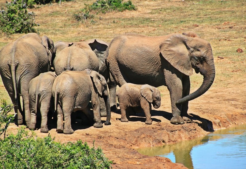 Wildlife Safari Adventure